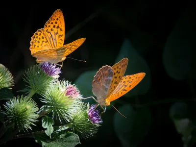 The Butterflies of Messinia